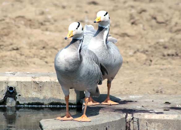 動物図鑑・インドガン